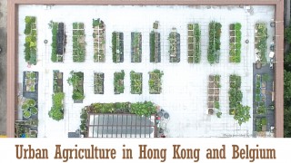 Urban Agriculture in Hong Kong and Belgium 