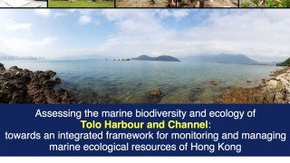 Marine Biodiversity in Tolo area