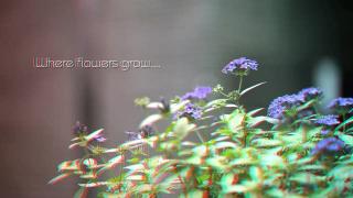 Where flowers grow and knowledge flows in 3D video