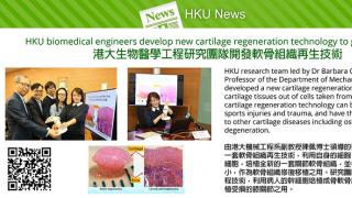 HKU biomedical engineers develop new cartilage regeneration technology to grow cartilage