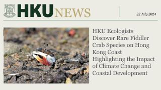 HKU News - HKU Ecologists Discover Rare Fiddler Crab Species