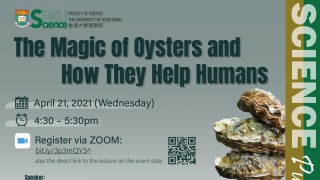 The Magic of Oysters and How They Help Humans