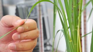 HKU and Kyoto U cereal straw for biofuel (Chinese)