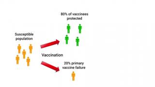 Epidemics - Primary and secondary vaccine failure