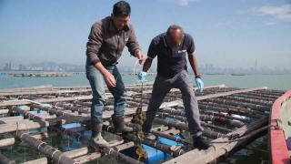 HKU Hatchery to Supply Quality Oysters to Farmers