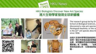 HKU Biologists Discover New Ant Species